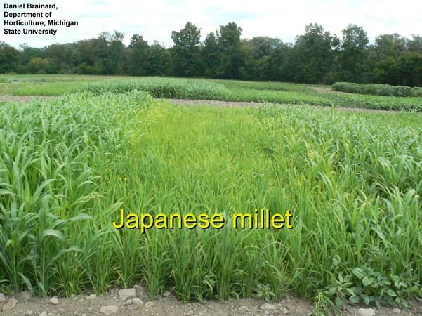 New Millet website